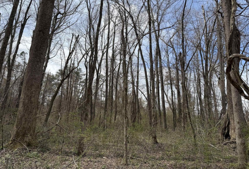1 69 HWY, Milledgeville, Tennessee 38359, ,Land,For Sale,69,10207130