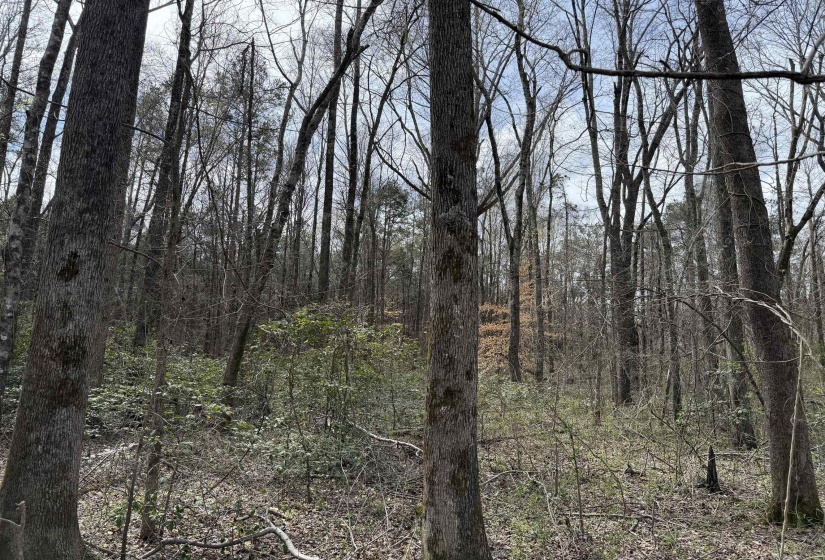 1 69 HWY, Milledgeville, Tennessee 38359, ,Land,For Sale,69,10207130