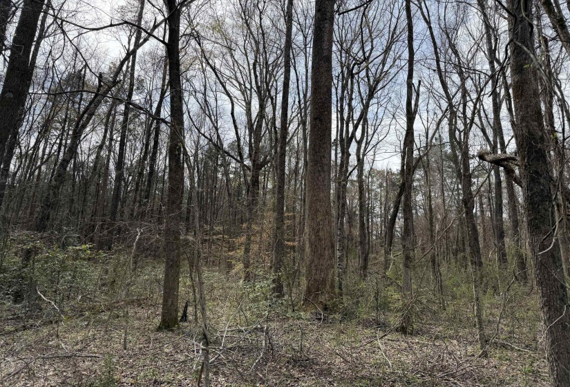 1 69 HWY, Milledgeville, Tennessee 38359, ,Land,For Sale,69,10207130