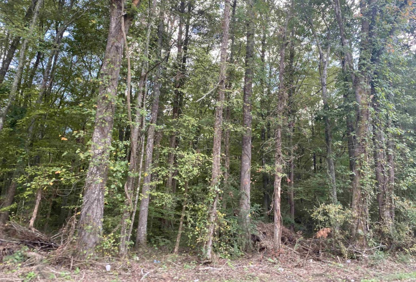 1 69 HWY, Milledgeville, Tennessee 38359, ,Land,For Sale,69,10207130