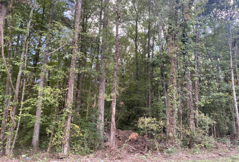 1 69 HWY, Milledgeville, Tennessee 38359, ,Land,For Sale,69,10207130