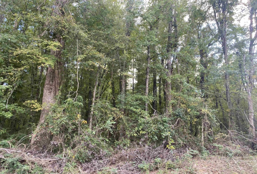 1 69 HWY, Milledgeville, Tennessee 38359, ,Land,For Sale,69,10207130