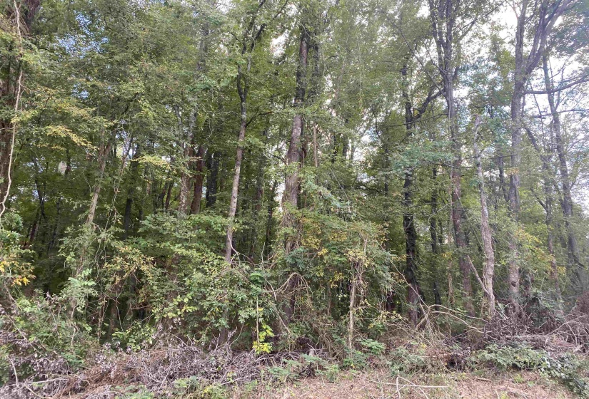 1 69 HWY, Milledgeville, Tennessee 38359, ,Land,For Sale,69,10207130