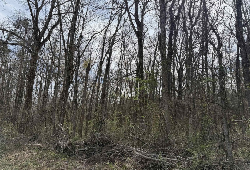 1 69 HWY, Milledgeville, Tennessee 38359, ,Land,For Sale,69,10207130