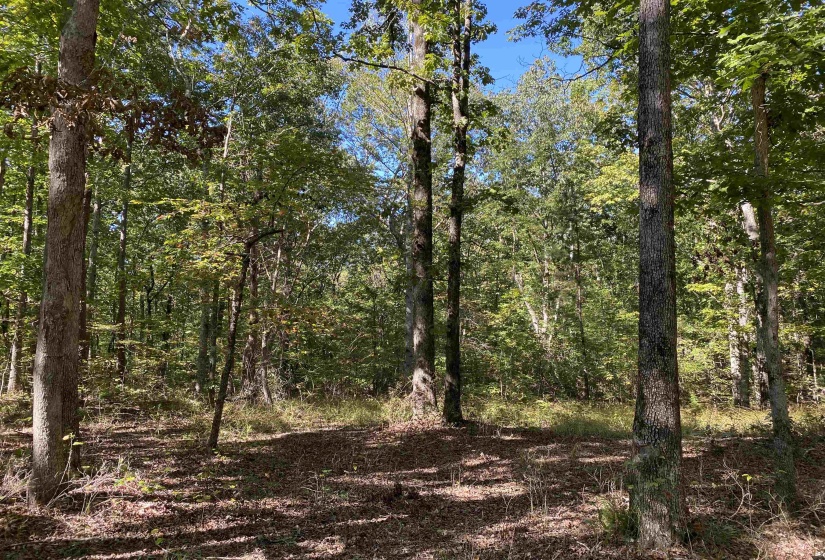 1 LAKEWAY LN, Savannah, Tennessee 38372, 0 , 0 ,0,Land,For Sale,LAKEWAY,0,10207145
