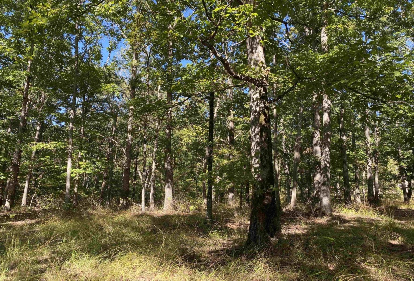 1 LAKEWAY LN, Savannah, Tennessee 38372, 0 , 0 ,0,Land,For Sale,LAKEWAY,0,10207145
