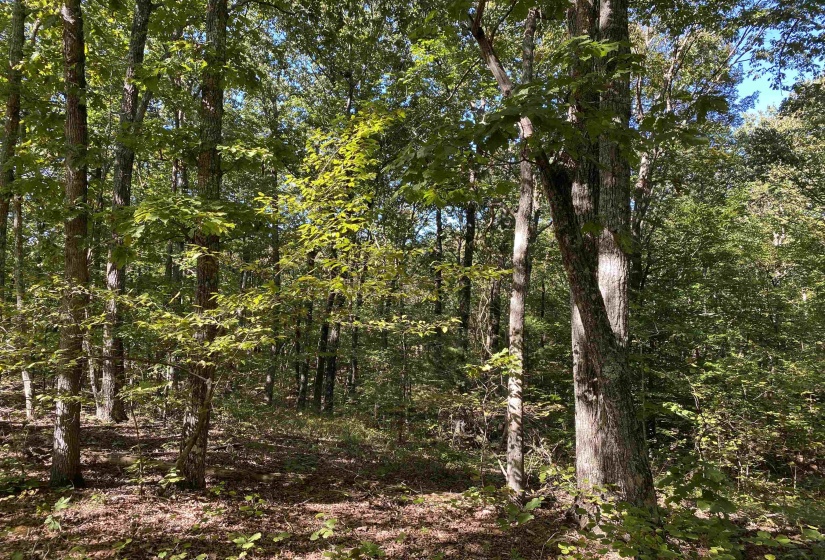 1 LAKEWAY LN, Savannah, Tennessee 38372, 0 , 0 ,0,Land,For Sale,LAKEWAY,0,10207145