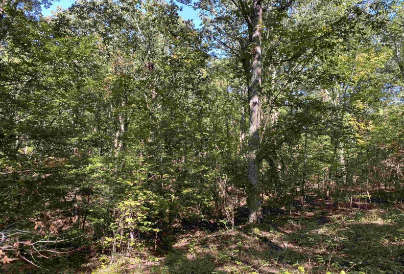 1 LAKEWAY LN, Savannah, Tennessee 38372, 0 , 0 ,0,Land,For Sale,LAKEWAY,0,10207145