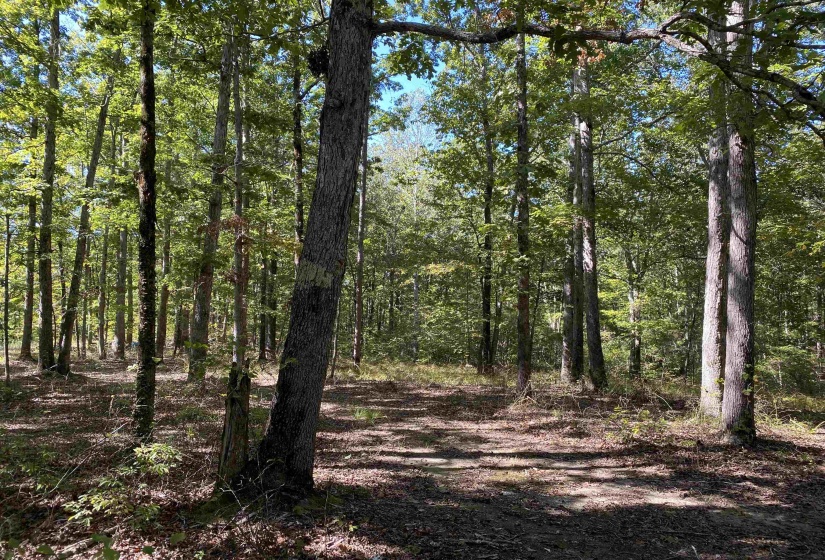 1 LAKEWAY LN, Savannah, Tennessee 38372, 0 , 0 ,0,Land,For Sale,LAKEWAY,0,10207145