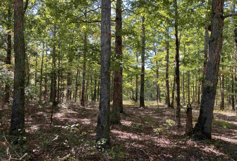 1 LAKEWAY LN, Savannah, Tennessee 38372, 0 , 0 ,0,Land,For Sale,LAKEWAY,0,10207145