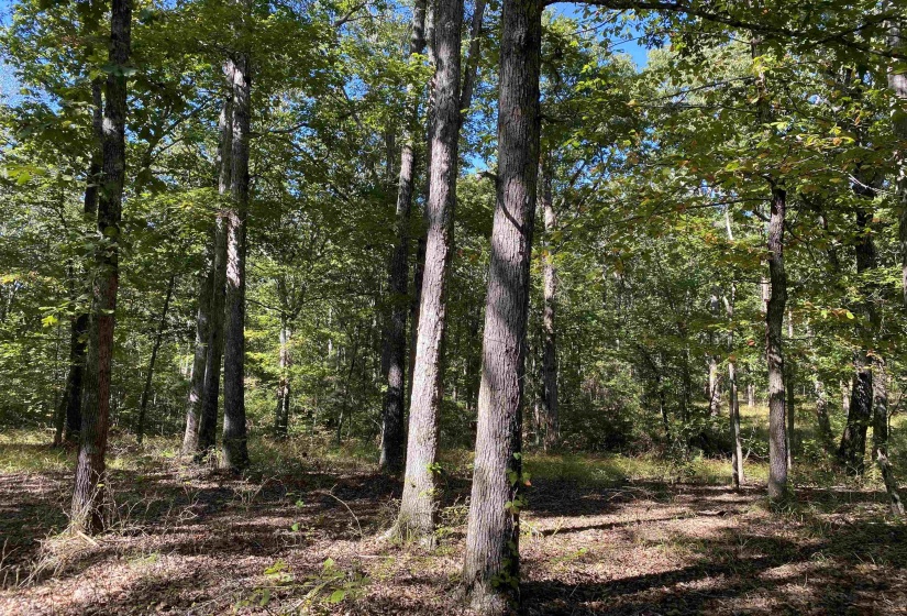 1 LAKEWAY LN, Savannah, Tennessee 38372, 0 , 0 ,0,Land,For Sale,LAKEWAY,0,10207145