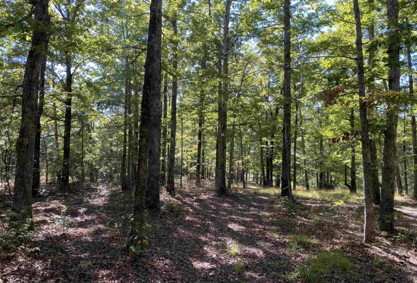 1 LAKEWAY LN, Savannah, Tennessee 38372, 0 , 0 ,0,Land,For Sale,LAKEWAY,0,10207145