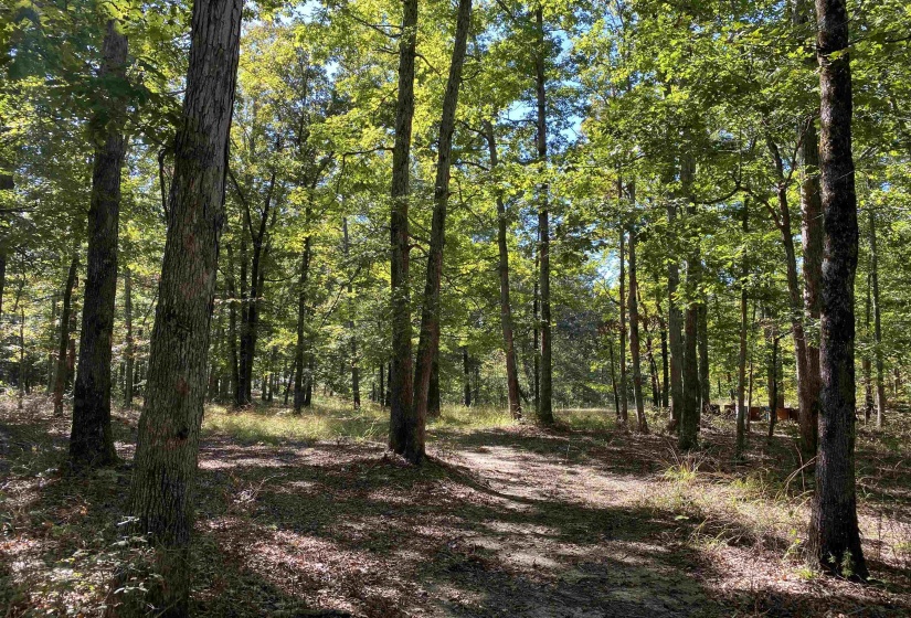 1 LAKEWAY LN, Savannah, Tennessee 38372, 0 , 0 ,0,Land,For Sale,LAKEWAY,0,10207145