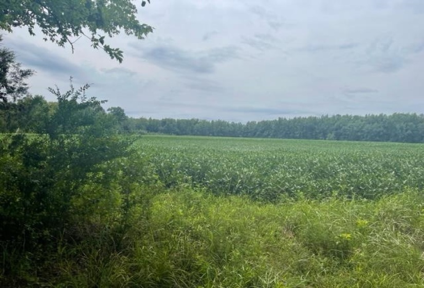 0 OSCAR LANE LN, Middleton, Tennessee 38052, ,Land,For Sale,OSCAR LANE,10207771