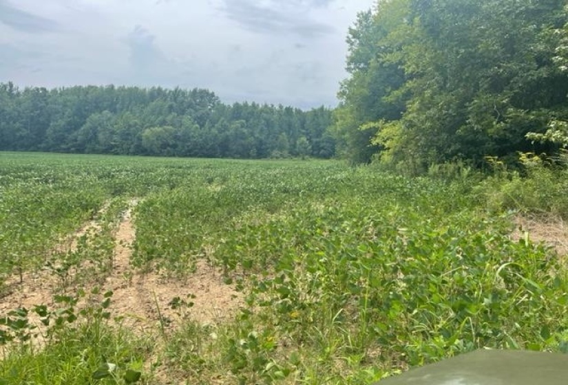 0 OSCAR LANE LN, Middleton, Tennessee 38052, ,Land,For Sale,OSCAR LANE,10207771