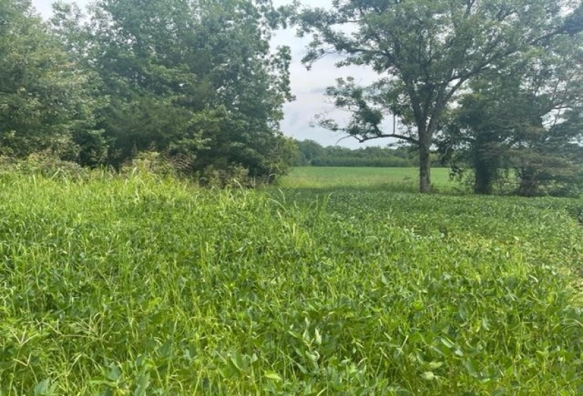 0 OSCAR LANE LN, Middleton, Tennessee 38052, ,Land,For Sale,OSCAR LANE,10207771