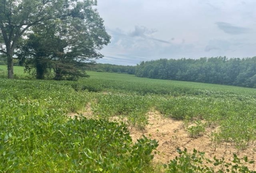 0 OSCAR LANE LN, Middleton, Tennessee 38052, ,Land,For Sale,OSCAR LANE,10207771