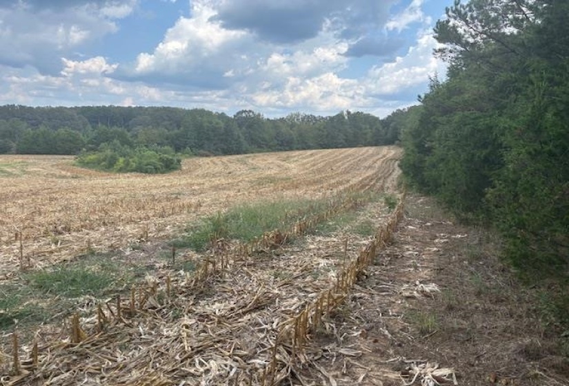 View of woods with a view of countryside