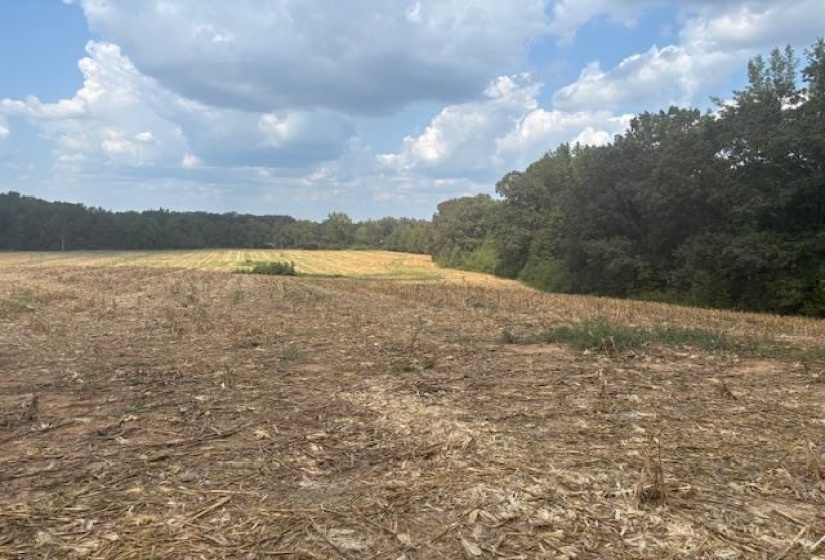 View of tree filled area with a rural view