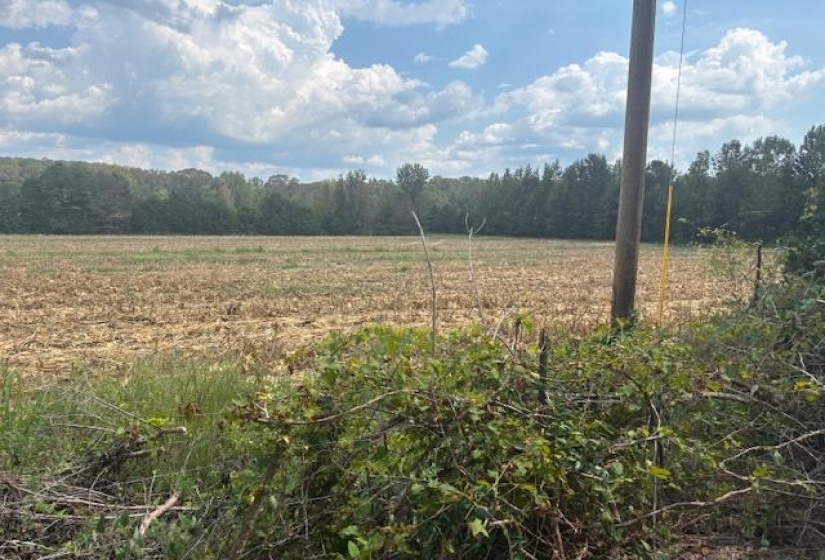 View of woods featuring a view of countryside