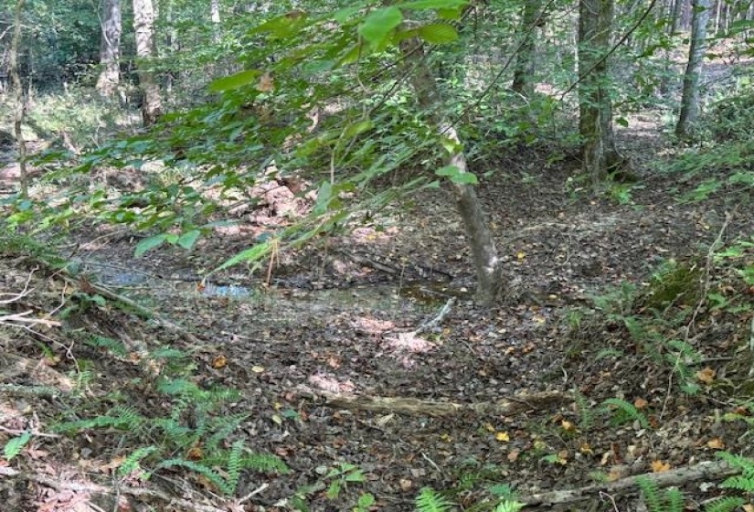 View of nature