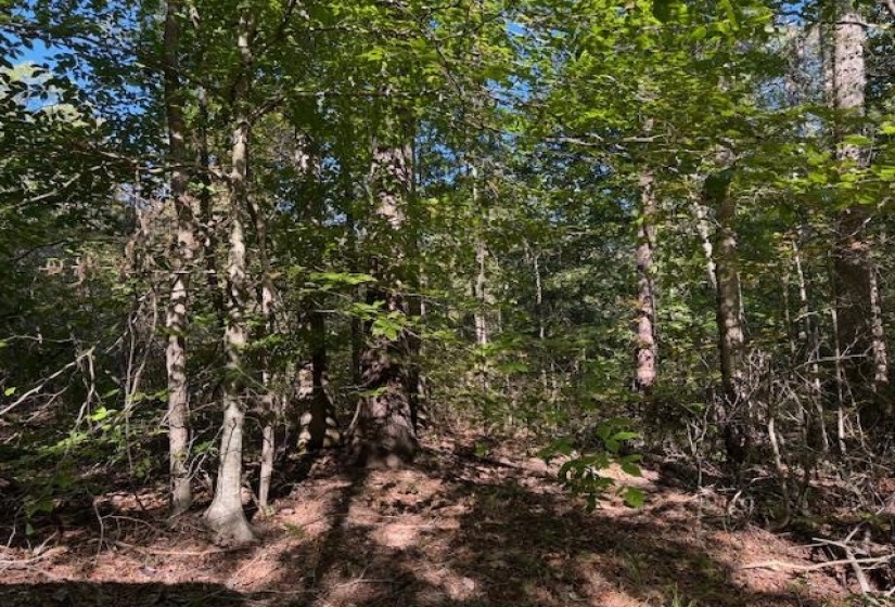 View of tree filled area