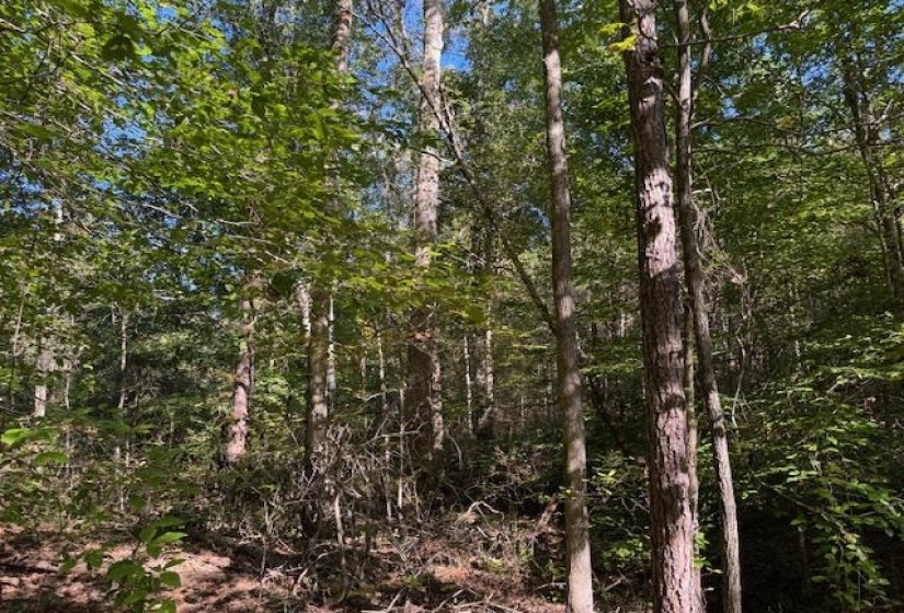 View of wooded area