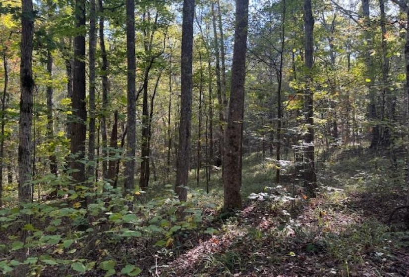 View of woods
