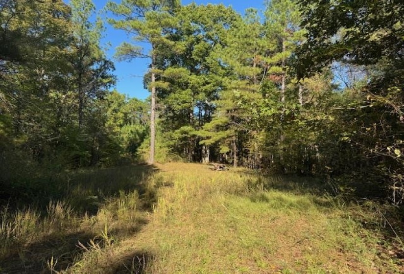 View of woods