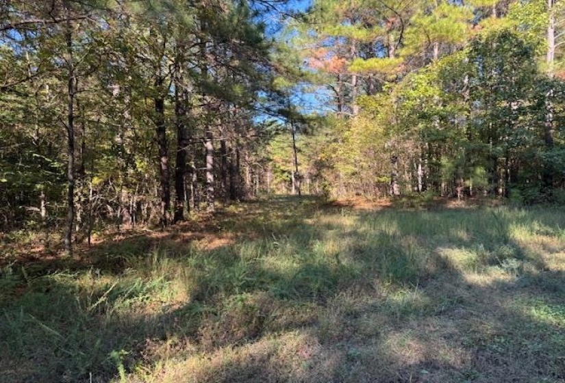 View of woods