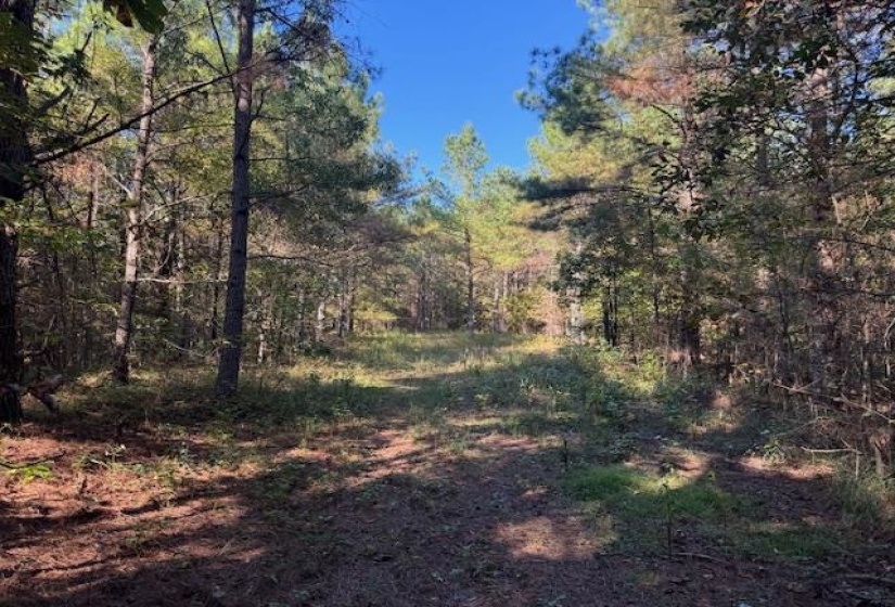 View of tree filled area
