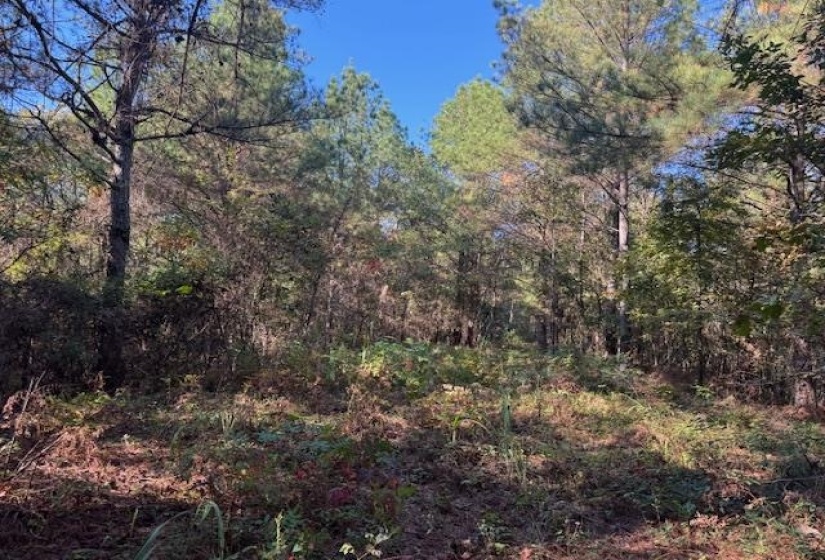 View of tree filled area