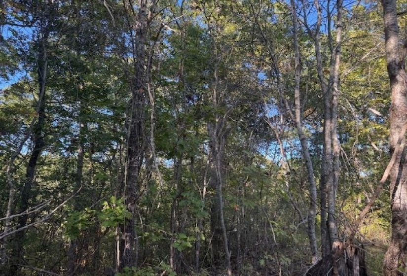 View of tree filled area