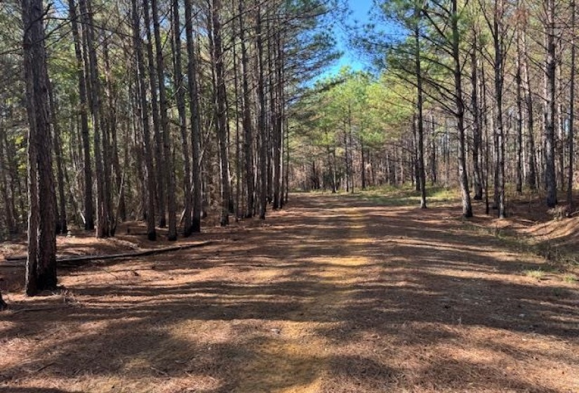 View of dirt / gravel road featuring a view of trees