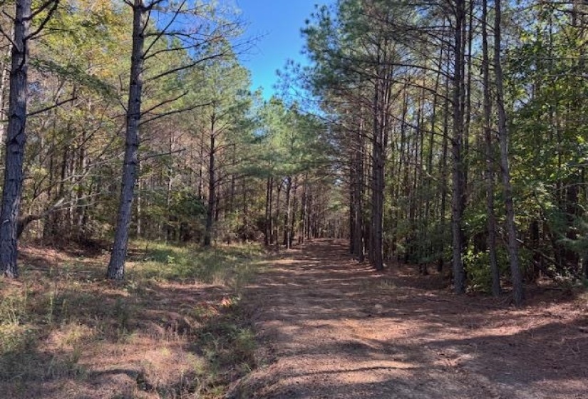 View of road with a wooded view