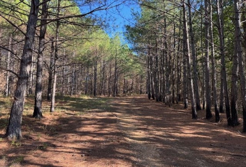 View of dirt / gravel road featuring a forest view