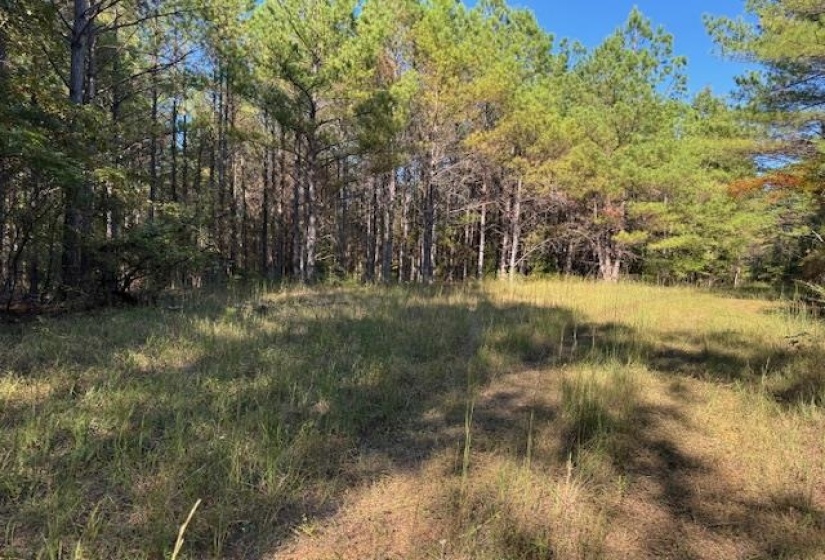 View of wooded area