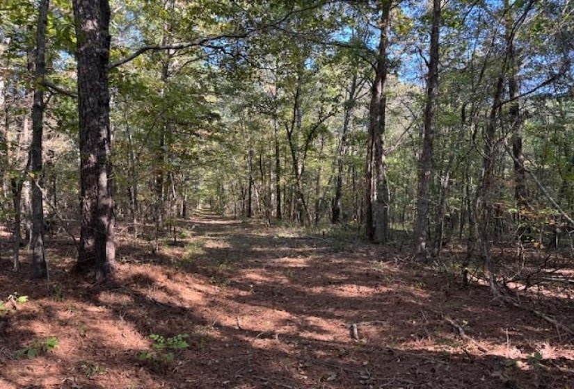 View of tree filled area