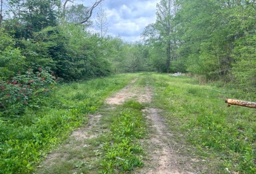 View of dirt / gravel road with a wooded view