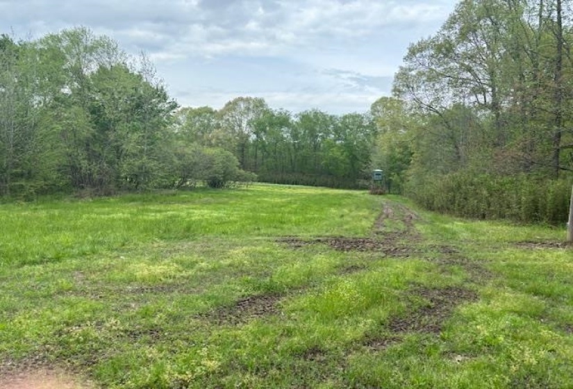 View of woods