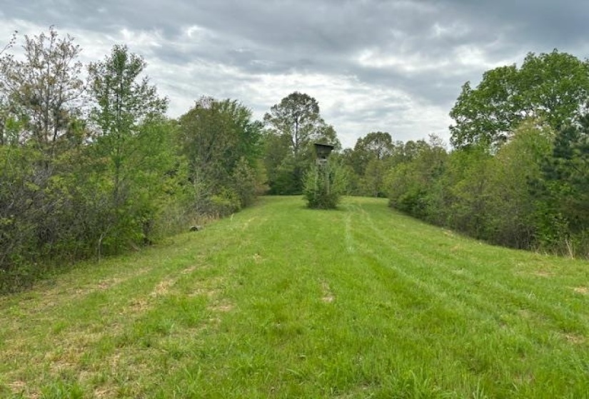 View of grassy yard featuring a forest view