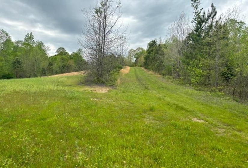 View of tree filled area