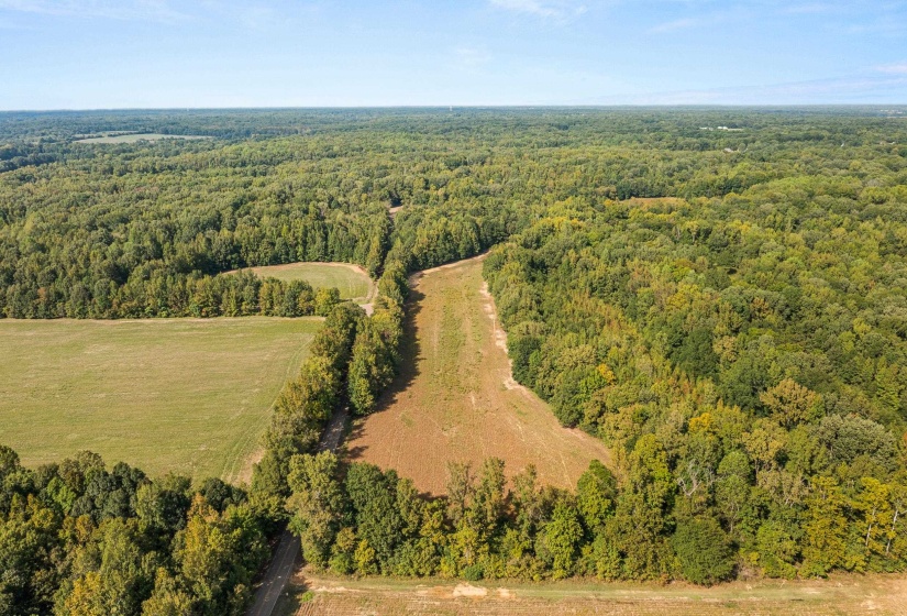 Bird's eye view of a forest