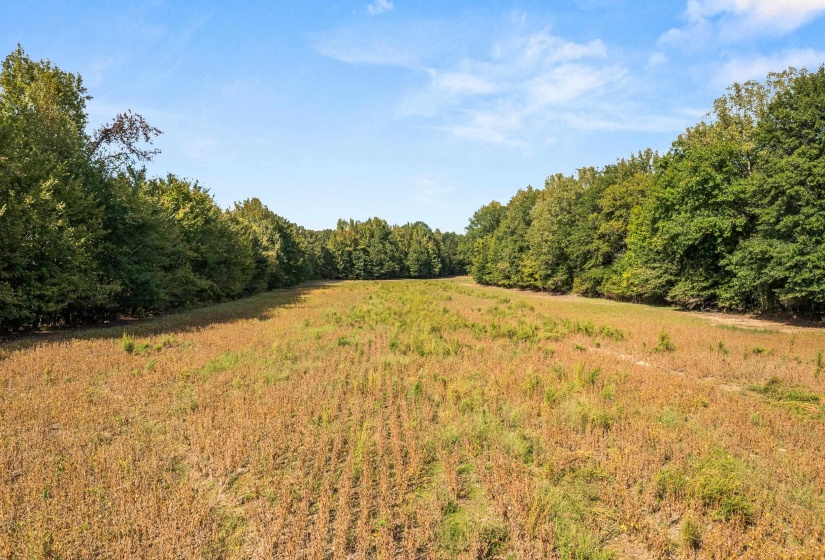 View of woods
