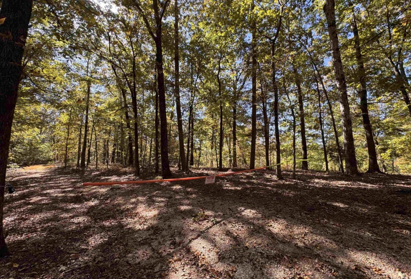 View of tree filled area