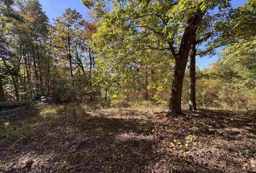View of wooded area