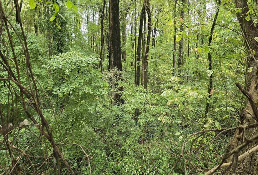 View of woods