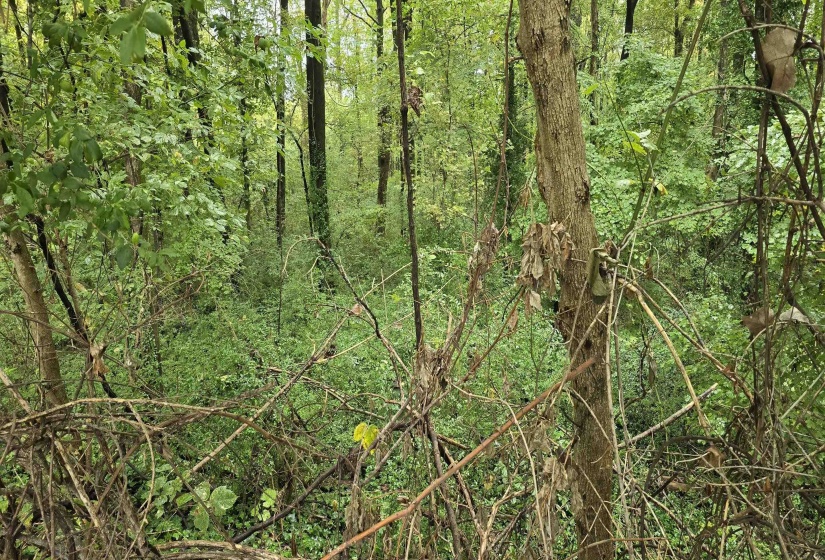 View of woods