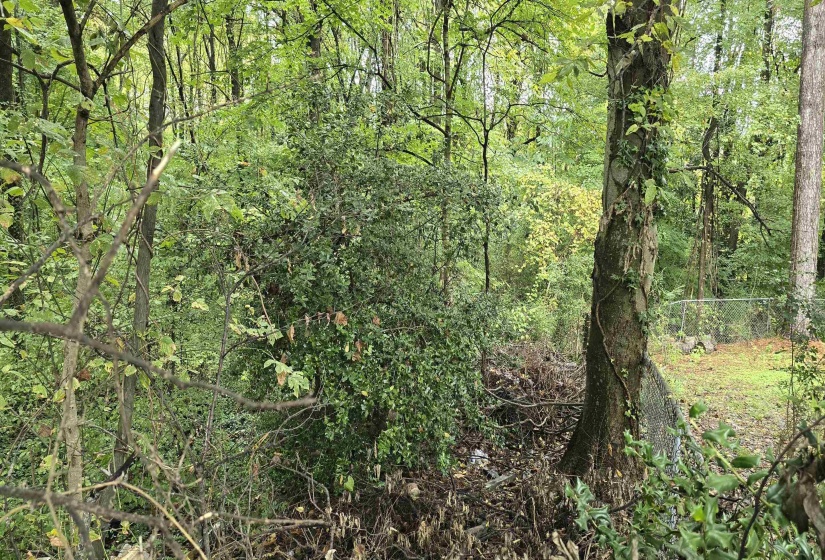 View of tree filled area