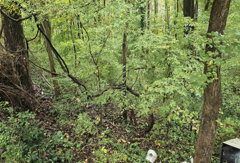 View of woods
